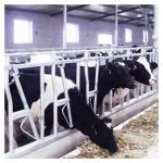 Customized Self Closing Cattle Head Lock Gates Large Fixed for sale