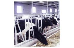 China Customized Self Closing Cattle Head Lock Gates Large Fixed supplier