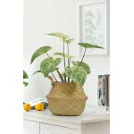 Ornamental Small Items Artificial Potted Floor Plants Philodendron Birkin for sale