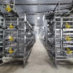 275g / ㎡  H Type Broiler Chicken Cage Hot Dipped Galvanized 2mm 4 Leves for sale