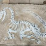 Life Size Dinosaur Replica , Dinosaur Replica Fossil For Business Activities for sale