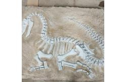 China Life Size Dinosaur Replica , Dinosaur Replica Fossil For Business Activities supplier