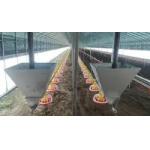 Customized Poultry Chick Line Feeder Broiler House Flooring Tube Chain Conveyor