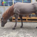 China Customized Life Size Animatronic Horse For Decoration Waterproofing manufacturer
