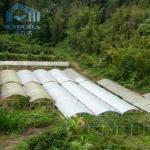 Hot Sale Mushroom Greenhouse Growing Greenhouse For Mushroom Factory Price Poly Tunnel 8m Greenhouse For Vegetable for sale