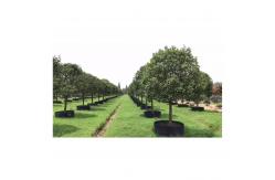 China Customized Plastic Air Pruning Root Pot Big Plant Pot Cylinder Shape supplier