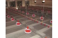 China Adjustable Speed Chicken Feeding Line Poultry Pan Feeding System supplier