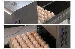 China Favorable Eggs Inkjet Printer / SGS Certification For Print Date In Egg supplier
