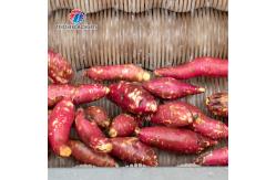 China Tengsheng Polishing Potato Washing And Peeling Machine Automatic Wave Roller supplier