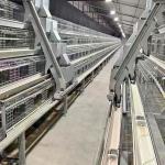 Ventilated Automatic Layer Cage System With Four Tiers, Each Housing Up To 120 Chickens In Battery Cages. for sale