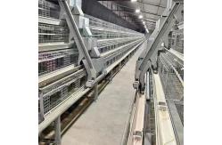 China Automated Ventilated Layer Cage System Accommodates 120 Birds Across Four Tiers supplier