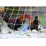 Customized Clear Plastic Chicken Poultry Fence, Plastic Poultry fence, High Tensile Strength, 1.5M High for sale