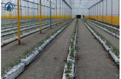 China Greenhouse Soilless PP Roll Grow Troughs Folded Cultivation Gutter Cocopeat Plant Trough supplier
