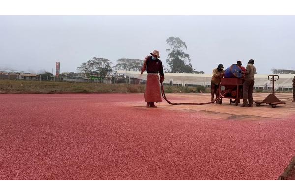 Stadium School Jogging Track Material EPDM SBR Surfaces All Weather Rustproof