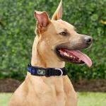 OEM Custom Reflective Dog Collars