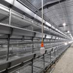 Pullet Rearing Q235 Modern Hen Cage , SONCAP 90days Poultry Raising Equipment for sale