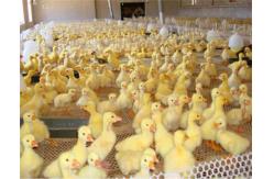 China 30mm Opening Plastic Netting For Chicken Feeding use supplier