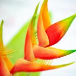 New released artificial bird of paradise with flower for sale