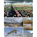 CE Livestock Farm House Steel Structure Chicken House And Equipment For Chicken for sale