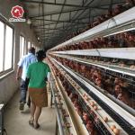 Automatic Hens Battery Layer Chicken Cages A Type House System Customized for sale