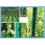 Vine Plants Vineyard Grape Stake Steel Trellis Posts Hot Dipped Galvanized