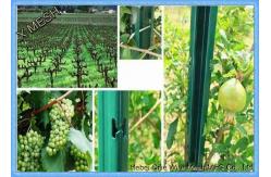 China Vine Plants Vineyard Grape Stake Steel Trellis Posts Hot Dipped Galvanized supplier