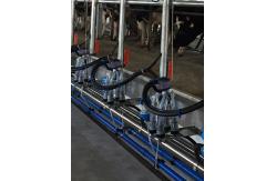 China Dairy Cow Automatic Herringbone Milking Parlor Hot Dip Galvanized Frame supplier