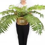 Customized Large Artificial Fern Branches Decoration Bonsai Plants for sale