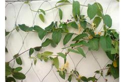 China Building Surface Wire Rope Plant Trellis , Inox Flexible Wire Mesh Trellis supplier