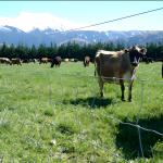 6FT High Prevent Sheep Escapes Heavy Duty Galvanized Cattle Mesh Fence