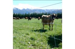 China 6FT High Prevent Sheep Escapes Heavy Duty Galvanized Cattle Mesh Fence supplier