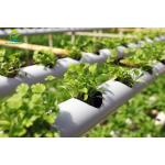 Soilless Cultivation NFT Hydroponic System For Celery Parsley for sale