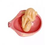 PVC Fetus Uterus Human Anatomical Teaching Models For Practice Teaching for sale