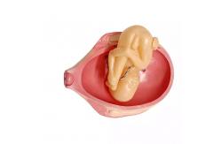 China PVC Fetus Uterus Human Anatomical Teaching Models For Practice Teaching supplier