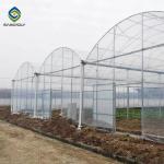 Multi Span Arch Plastic Film Greenhouse Tomato Strawberry Greenhouse Turnkey Project for sale