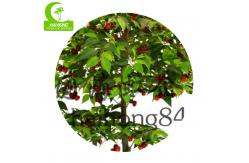 China Simulated 160cm Cherry Artificial Landscape Trees Wind Resistance supplier