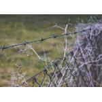 Farm Protection PVC Coated /Galvanized Barbed Wire Coils Fence for sale