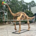 Authentic Personalized Dinosaur Skeleton Model For Outdoor Decoration Shunosaurus Skeleton Replicas for sale