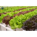 Horizontal NFT Hydroponic Growing System For Greenhouse And Indoor Planting