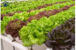 China Horizontal NFT Hydroponic Growing System For Greenhouse And Indoor Planting supplier