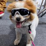 Dog Goggles Material   Small  Medium Pets UV Protection Wind and Sand Resistance