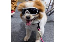 China Dog Goggles Material   Small  Medium Pets UV Protection Wind and Sand Resistance supplier