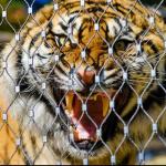 316 Stainless Steel Wire Rope Netting For Zoo Aviary Enclosure Mesh