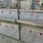 Automated Ventilated Layer Cage System Accommodates 120 Birds Across Four Tiers