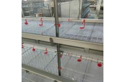 China Automated Ventilated Layer Cage System Accommodates 120 Birds Across Four Tiers supplier