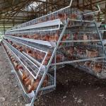 3/4 tier 160 birds Egg Layer Chicken Cage For South Africa Poultry Farm Chicken House for sale