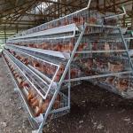A Type Battery Chicken Layer Cage 3 Tier 120 Capacity For Poultry In Dubai for sale