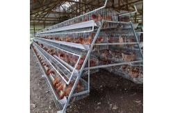 China Custom Q235 Multi Layer Battery Chicken Cage Chicken Coop Chicken Equipment supplier