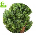 Special Design Artificial Topiary Tree , 6ft Fake Plant Single Trunk