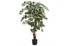 China 175cm Natural Trunk Artificial Variegated Ficus Tree supplier